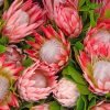 Pink Protea Plants Paint By Numbers