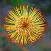 Pincushion Protea Paint By Numbers