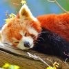 Red Panda Sleeping Paint By Number