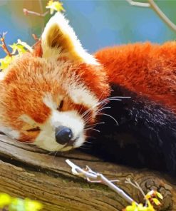 Red Panda Sleeping Paint By Number