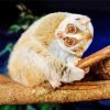 Slow Loris Animal Paint By Number