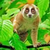 Slow Lorisidae Paint By Number