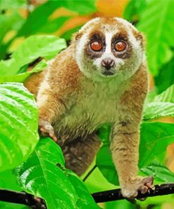 Slow Lorisidae Paint By Number