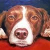 Springer Spaniel Art Paint By Number