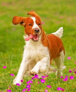 Springer Spaniel Paint By Number