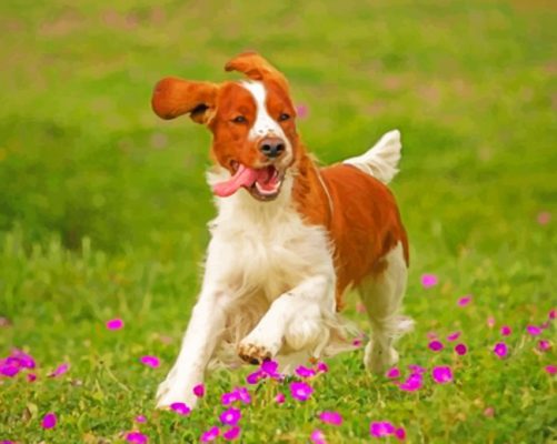 Springer Spaniel Paint By Number