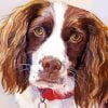 Springer Spaniel Dog Paint By Number