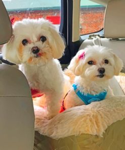 Two White Puppies Paint By Number