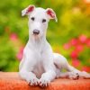 White Greyhound Paint By Number
