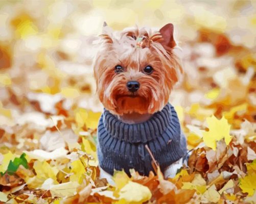 Yorkshire Terrier Paint By Number