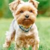 Yorkshire Terrier Dog Paint By Number