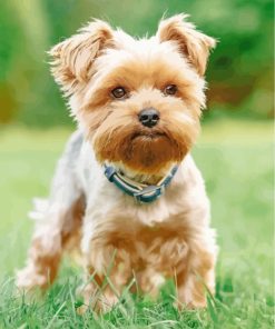 Yorkshire Terrier Dog Paint By Number