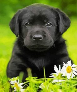 Aesthetic Labrador Retriever Paint By Number