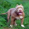 American Bully Paint By Number
