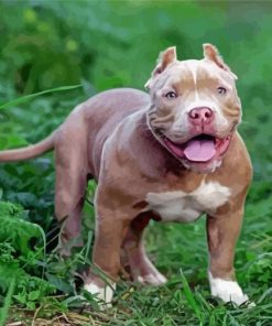 American Bully Paint By Number