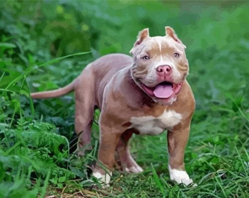 American Bully Paint By Number