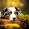 Australian Shepherd Paint By Number