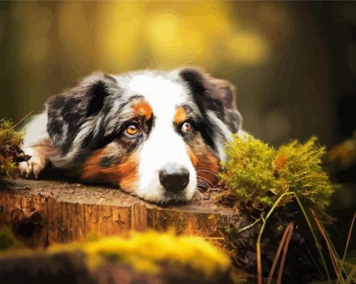 Australian Shepherd Paint By Number