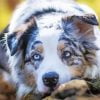 Australian Shepherd Pet Paint By Number