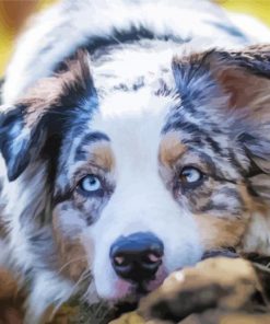 Australian Shepherd Pet Paint By Number
