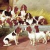 Basset Hound Puppies Paint By Number