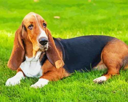 Basset Hounds Dog Paint By Number