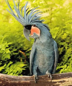 Black Cockatoo Paint By Number