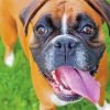Boxer Dog Breed Paint By Number