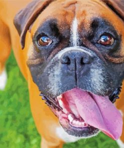Boxer Dog Breed Paint By Number