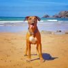 Boxer Dog on The Beach Paint By Number
