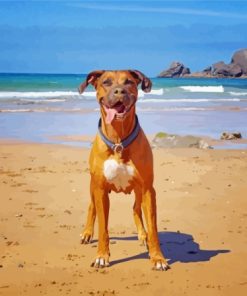 Boxer Dog on The Beach Paint By Number