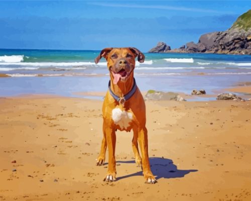 Boxer Dog on The Beach Paint By Number