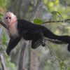 Capuchin Monkey On Branch Paint By Number