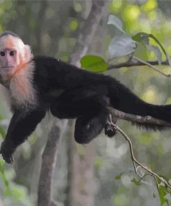 Capuchin Monkey On Branch Paint By Number