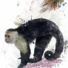 Capuchin Monkey Paint By Number