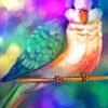 Colorful Quaker Parrot Paint By Number