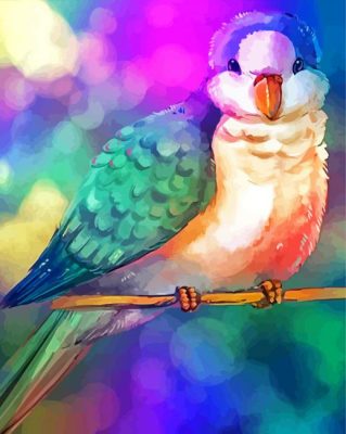 Colorful Quaker Parrot Paint By Number