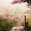 Japanese Cherry Blossom Garden Paint By Numbers