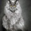 Maine Coon Cat Paint By Number