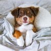Australian Shepherd Chilling Paint By Number