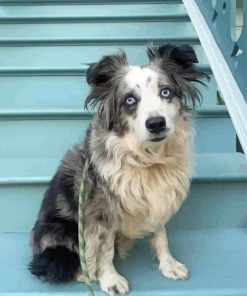 Cute Mini Australian Shepherd Paint By Number