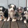 Miniature Australian Shepherd Puppies Paint By Numbers