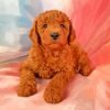 Brown Goldendoodle Puppy Paint By Numbers