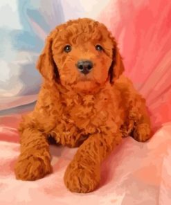 Brown Goldendoodle Puppy Paint By Numbers