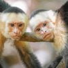 White Faced Capuchin Monkeys Paint By Number