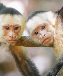 White Faced Capuchin Monkeys Paint By Number