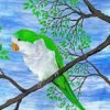 Quaker Parrot Bird Paint By Number