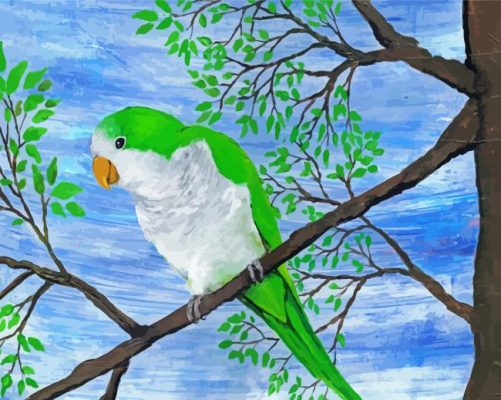 Quaker Parrot Bird Paint By Number