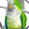 Quaker Parrot Paint By Number