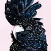 Red Tailed Black Cockatoo Paint By Number
